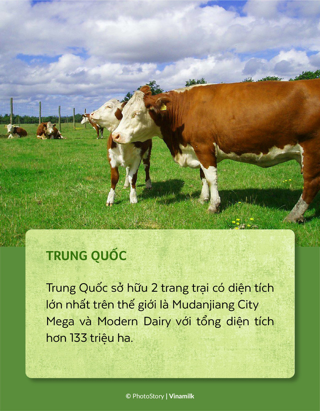 “Chu du” vòng quanh những trang trại bò sữa trên thế giới - Ảnh 1.