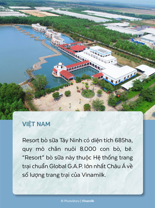 “Chu du” vòng quanh những trang trại bò sữa trên thế giới - Ảnh 6.