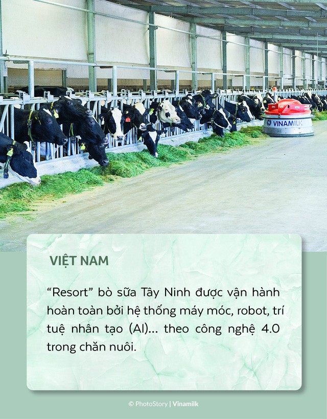 “Chu du” vòng quanh những trang trại bò sữa trên thế giới - Ảnh 8.