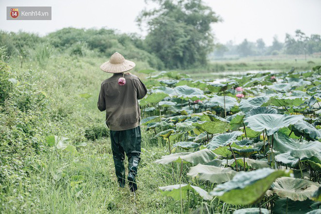 Cử nhân báo chí khởi nghiệp trà sen với 20 triệu mẹ dành mua xe máy: Con không thích đi làm, con muốn về nhà - Ảnh 8.