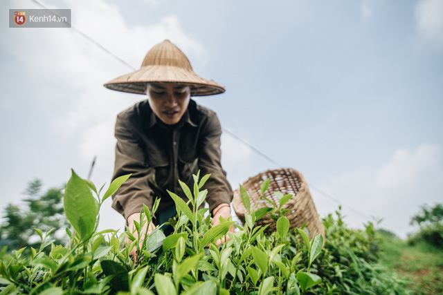 Cử nhân báo chí khởi nghiệp trà sen với 20 triệu mẹ dành mua xe máy: Con không thích đi làm, con muốn về nhà - Ảnh 10.