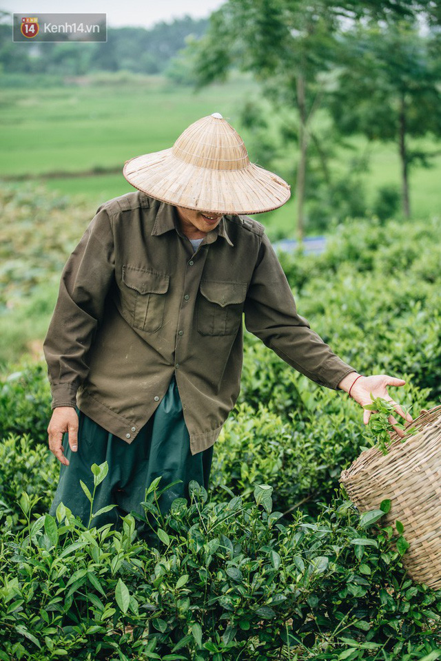 Cử nhân báo chí khởi nghiệp trà sen với 20 triệu mẹ dành mua xe máy: Con không thích đi làm, con muốn về nhà - Ảnh 11.