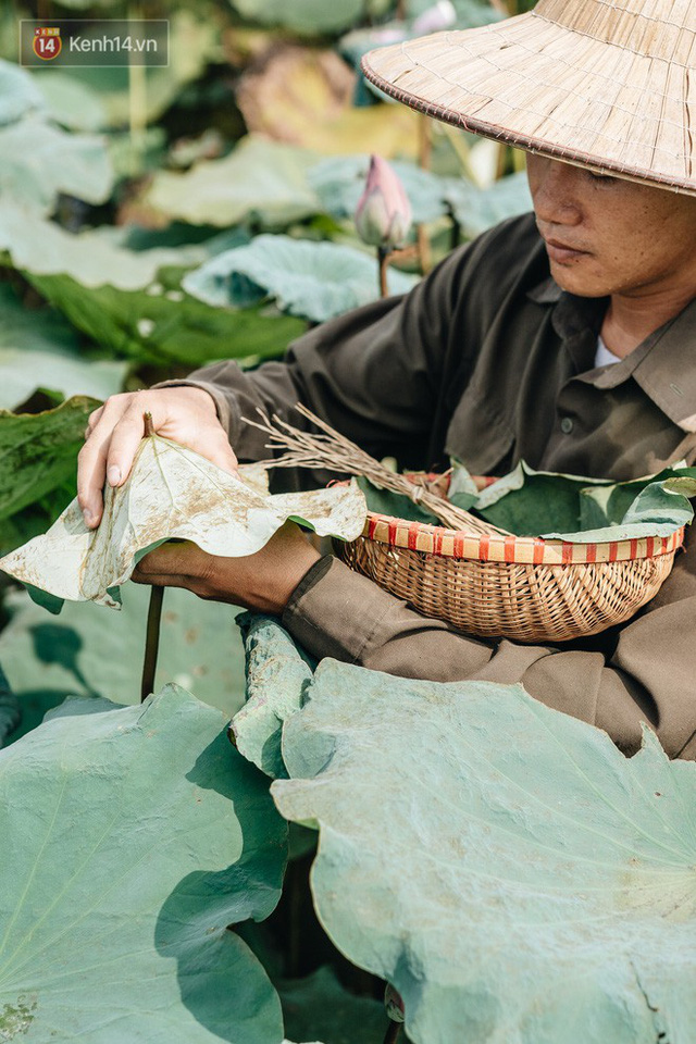 Cử nhân báo chí khởi nghiệp trà sen với 20 triệu mẹ dành mua xe máy: Con không thích đi làm, con muốn về nhà - Ảnh 14.